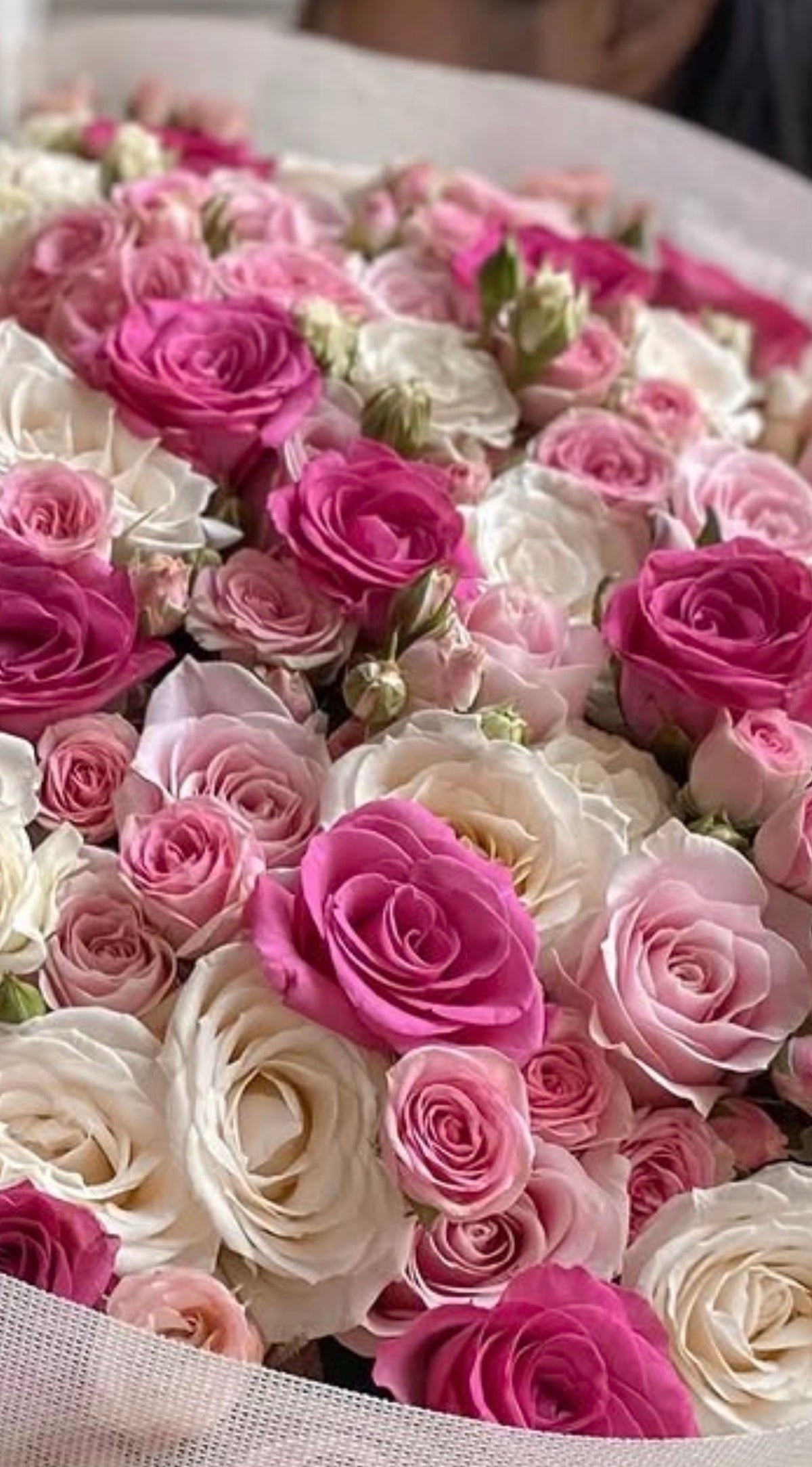 Pink Velvet Luxe